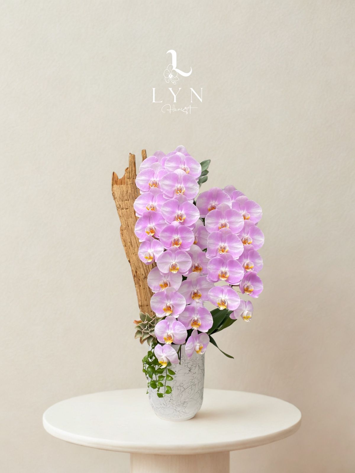 Chậu Hoa Lan Hồng Chanel Phối Lũa